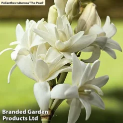 Bulb And Bare Root Collection -Garden Central Sales Store 13855 13854A