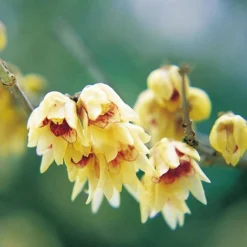 Fragrant Winter Shrub Collection -Garden Central Sales Store 14