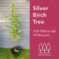 Silver Birch Tree (Betula Pendula) Grown By Cotswold Trees -Garden Central Sales Store 150 180BirchTM