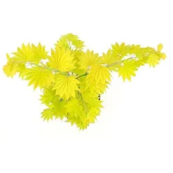 Acer Shirasawanum Aureum -Garden Central Sales Store 2554851