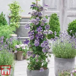 Clematis All Season Climbing Collection -Garden Central Sales Store 27