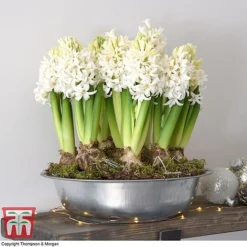 Hyacinth In Zinc Bowl - Gift -Garden Central Sales Store 291
