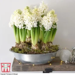 Hyacinth In Zinc Bowl - Gift -Garden Central Sales Store 292
