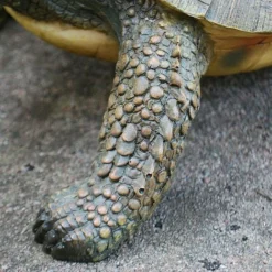 Large Tortoise Garden Animal Ornament -Garden Central Sales Store 3617 3