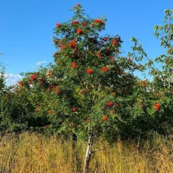 Rowan Tree (Sorbus Aucuparia) Grown By Cotswold Trees