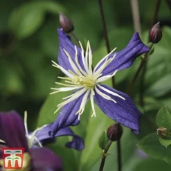 Clematis All Season Climbing Collection -Garden Central Sales Store 48