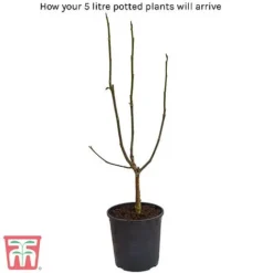 Magnolia X Brooklynensis 'Yellow Bird' -Garden Central Sales Store 5litre potted plant