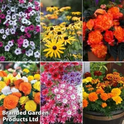 Summer Plant & Seed Bundle -Garden Central Sales Store 6 3