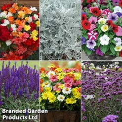 Summer Plant & Seed Bundle -Garden Central Sales Store 6 4