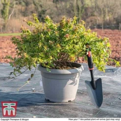 Abelia X Grandiflora 'Kaleidoscope' -Garden Central Sales Store ABEL T45379 L