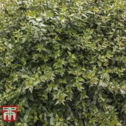 Abelia X Grandiflora -Garden Central Sales Store ABEL T58113 D