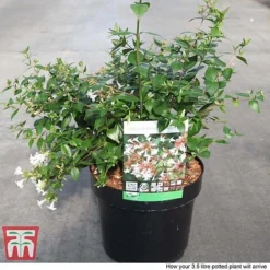 Abelia X Grandiflora -Garden Central Sales Store ABEL T58113 P