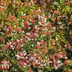 Abelia X Grandiflora 'Francis Mason' -Garden Central Sales Store ABEL T66046 C