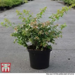 Abelia X Grandiflora 'Francis Mason' -Garden Central Sales Store ABEL T66046 P