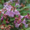 Abelia 'Pink Pong'
