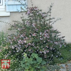Abelia 'Pink Pong' -Garden Central Sales Store ABEL T71324 D