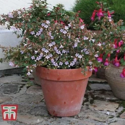 Abelia 'Pink Pong' -Garden Central Sales Store ABEL T71324 F