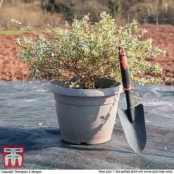 Abelia X Grandiflora 'Sparkling Silver' -Garden Central Sales Store ABEL WKB9190 L