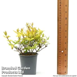 Abelia X Grandiflora 'Kaleidoscope' -Garden Central Sales Store ABEL KALEID9CM T50085