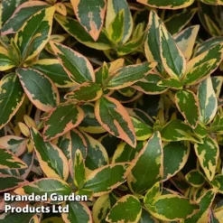 Abelia X Grandiflora 'Tricolour Charm'