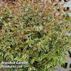 Abelia X Grandiflora 'Tricolour Charm' -Garden Central Sales Store ABEL TRICOLOUR S51037