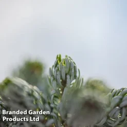 Abies Koreana 'Kohouts Icebreaker' -Garden Central Sales Store ABIE KOHOUTSIC S45152