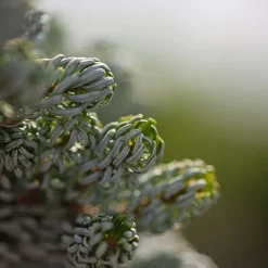 Abies Koreana 'Kohouts Icebreaker' -Garden Central Sales Store ABIE KOHOUTSIC S45153 NOW