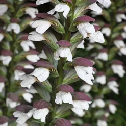 Acanthus Spinosus -Garden Central Sales Store ACAN T58284 A h