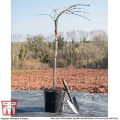 Acer Palmatum 'Inaba-shidare' -Garden Central Sales Store ACER KB3298 L