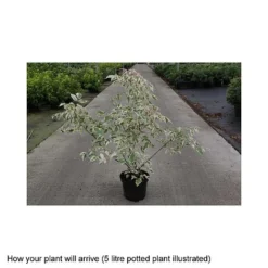 Acer Negundo 'Flamingo' -Garden Central Sales Store ACER T68234 B h