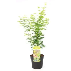 Acer Palmatum 'Going Green&reg;' -Garden Central Sales Store ACER T72069 A1