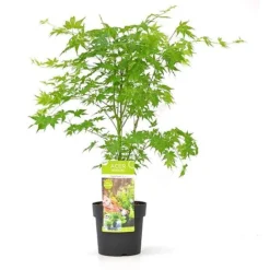 Acer Palmatum 'Going Green&reg;' -Garden Central Sales Store ACER T72069 B