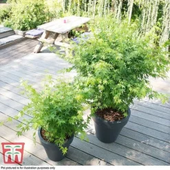 Acer Palmatum 'Going Green&reg;' -Garden Central Sales Store ACER T72069 D1