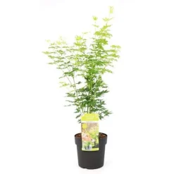 Acer Palmatum 'Going Green&reg;' -Garden Central Sales Store ACER T72069 NOW1