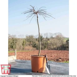 Acer Palmatum 'Garnet' -Garden Central Sales Store ACER TKA1739 M