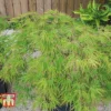 Acer Palmatum 'Seiryu'