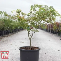 Acer Japonicum 'Aconitifolium' -Garden Central Sales Store ACER TKA3062 A