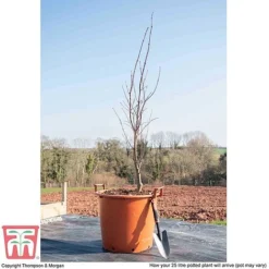 Acer Palmatum 'Bloodgood' -Garden Central Sales Store ACER WKB9197 L