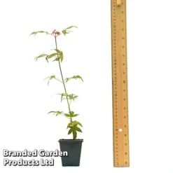 Acer Palmatum 'Atropurpureum' -Garden Central Sales Store ACER ATROPU7CM T44907 A