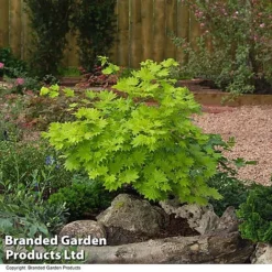Acer Shirasawanum Aureum -Garden Central Sales Store ACER AUREUM T36443