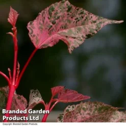 Acer Conspicuum 'Red Flamingo' -Garden Central Sales Store ACER REDFLAMIN T35964