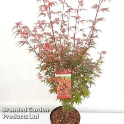 Acer Palmatum 'Shaina' -Garden Central Sales Store ACER SHAINA S37299