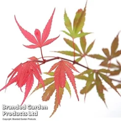 Acer Palmatum 'Shaina' -Garden Central Sales Store ACER SHAINA T36157