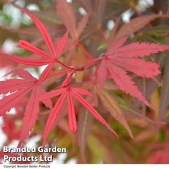 Acer Palmatum 'Shaina' -Garden Central Sales Store ACER SHAINA T36158
