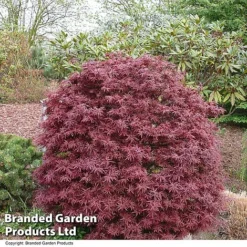 Acer Palmatum 'Shaina' -Garden Central Sales Store ACER SHAINA T36159