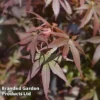 Acer Palmatum 'Skeeters Broom'