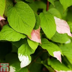Actinidia 'Kolomikta'