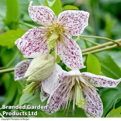 Clematis All Season Collection -Garden Central Sales Store ADEVNT BELLS