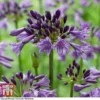 Agapanthus 'Poppin' Purple'