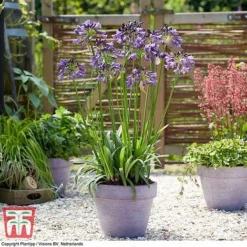 Agapanthus 'Poppin' Purple' -Garden Central Sales Store AGAP KB2781 C